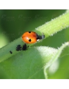 Insectes bénéfiques